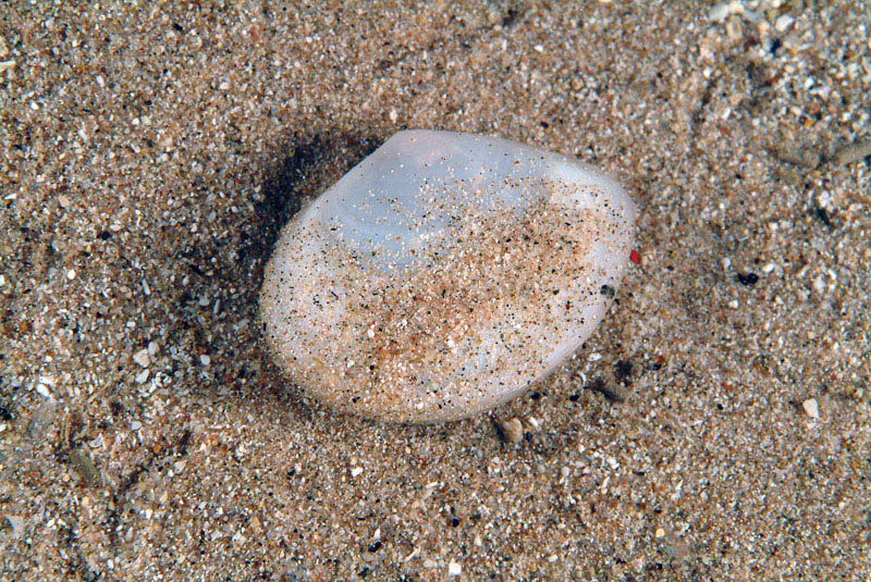 Bivalve = Scrobicularia cottardi